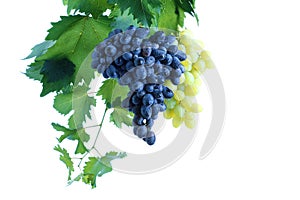 Blue and green grape cluster with leaves on vine