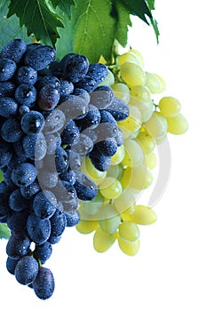 Blue and green grape cluster with leaves on vine