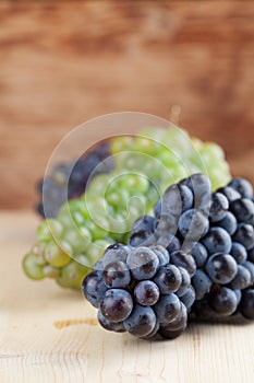 Blue and green grape clusters