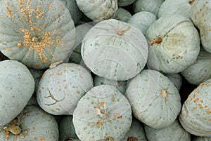 Blue/green hubbard squash photo