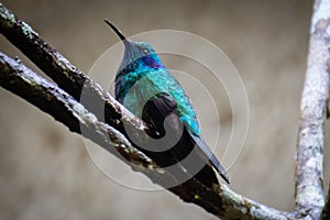 blue and green hummingbird in Costa Rica
