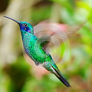 Blue green hummingbird flying over a tropical orange f