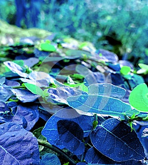 Blue and green leaves