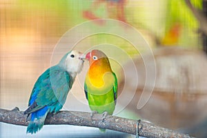 Blue and green Lovebird parrots sitting together on a tree branch.