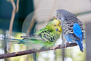 Blue and green Lovebird parrots sitting together on tree branch, Lovebird Kiss.