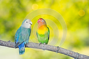 Blue and green Lovebird parrots sitting together on a tree branch.Sunshine light evening