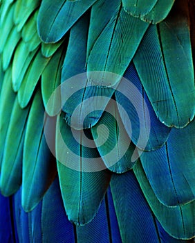 Blue/Green Macaw Feathers photo