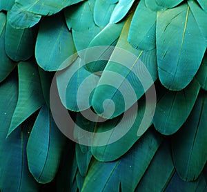 Blue/Green Macaw Feathers