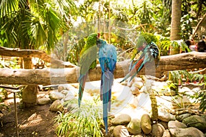 Blue and Green Macaw Parrots