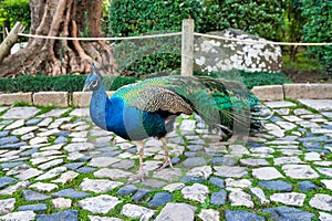 Blue and green peacock