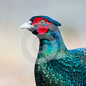 The Blue Green Pheasant Beautyâ€™s portrait