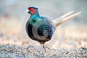 The Blue Green Pheasant Beautyâ€™s stroll