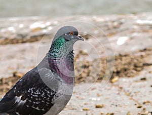 Blue-green pigeon