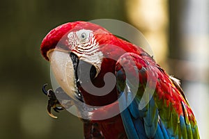 A blue, green, red parrot