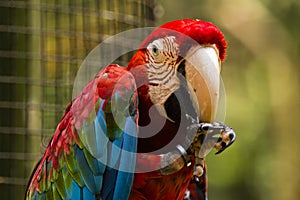 A blue, green, red parrot