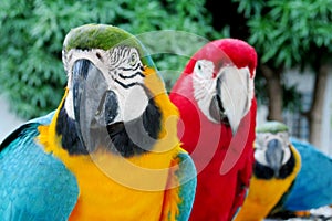 Blue, green, red and yellow feathers big ara parrots
