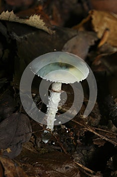 Stropharia aeruginosa, or verdigris agaric, toxic hallucinogen mushroom which contains psilobin and psilocybin photo