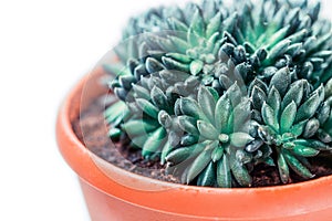 Blue and green succulent in a pot, indoor plant isolated on a white background