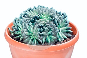 Blue-green succulent in a pot, indoor plant isolated on a white background