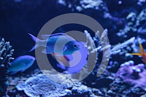 Blue Green Vanderbilts chomis fish, Chromis vanderbilti