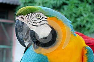 Blue, green and yellow feathers tropical parrot