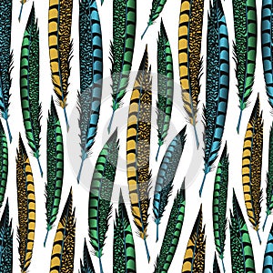 Blue, green and yellow pheasant feathers on a white background