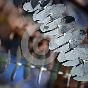 Blue grey foliage of the Australian native Silver Drop Eucalyptus