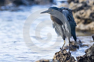 A blue and grey Heron