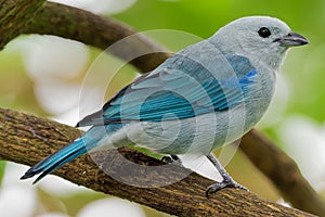 Blue-grey Tanager - Tangara episcopus medium-sized South American songbird of the tanager family, Thraupidae