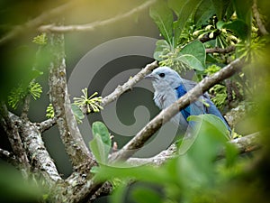 Blue-grey Tanager Thraupis episcopus