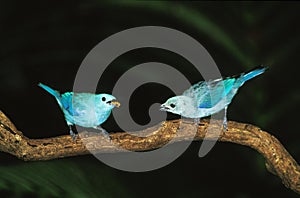 BLUE-GREY TANAGER thraupis episcopus, Adults standing on Branch photo