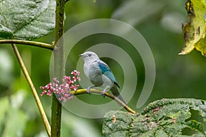 Blue-grey tanager Thraupis episcopus resting on a branch