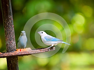 The Blue-grey Tanager (Thraupis episcopus) in Tortuguero NP, Cos