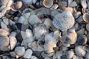 Blue, grey and white seashells in morning sunlight. Shells concept. Shells on sea beach. Tropical travel concept.