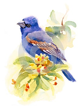 Blue Grosbeak Bird on the branch with flowers Watercolor Fall Illustration Hand Painted