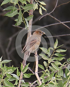 Blue Grosbeak female passerina caerulea