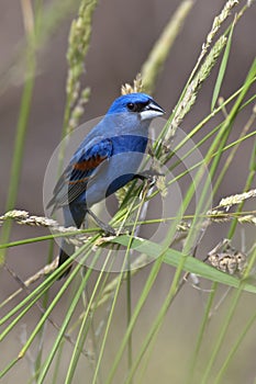 Blue Grosbeak in Habitat