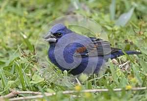 Blue grosbeak Passerina caerulea