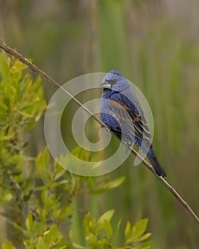 Blue Grosbeak Perched on Marsh Grass