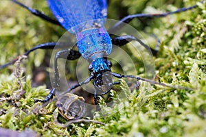 Blue ground beetle Carabus intricatus on a moss