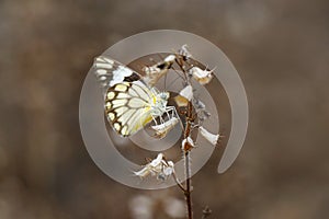 Blue Ground Skimmer or chalky percher or ground skimmer.