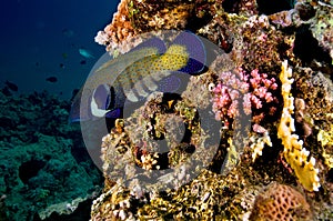 Blue grouper fish with colored corals