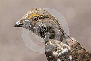 Blue Grouse