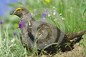 Blue grouse (Dendragapus obscurus)