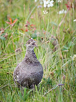 Blue Grouse