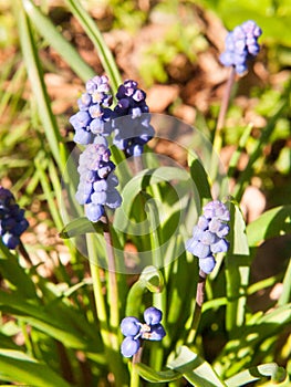 blue growing spring flow buds green plant outside nature