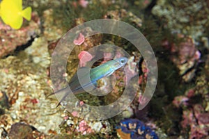 Blue gudgeon