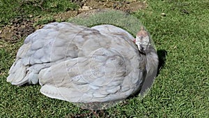 Blue Guinea fowl is sick and unable to walk
