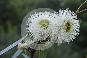 Blue gum white flowers