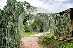 Blue hanging cedar tree - weeping cedar - path under hanging blue cedar